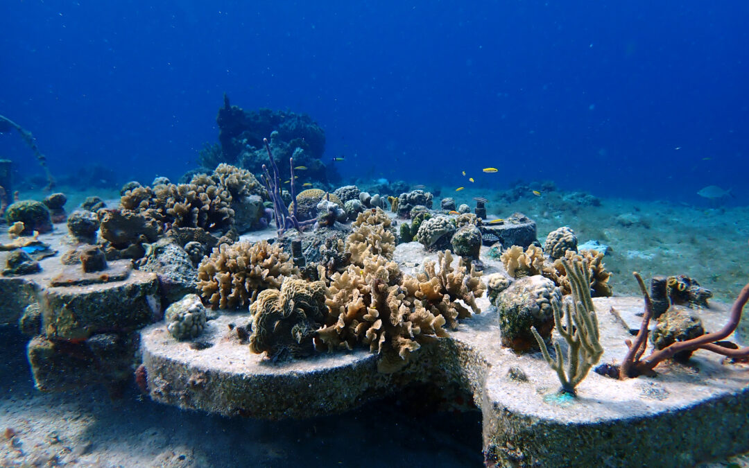 Eco-Friendly Snorkeling: 6 Ways to Protect Coral Reefs
