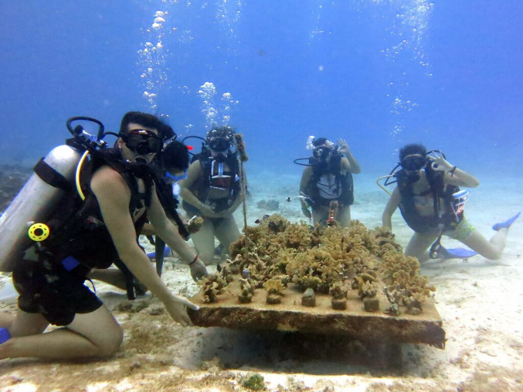 Coral Restoration