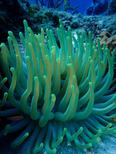 shallow snorkeling spots Cozumel, safe snorkeling Cozumel