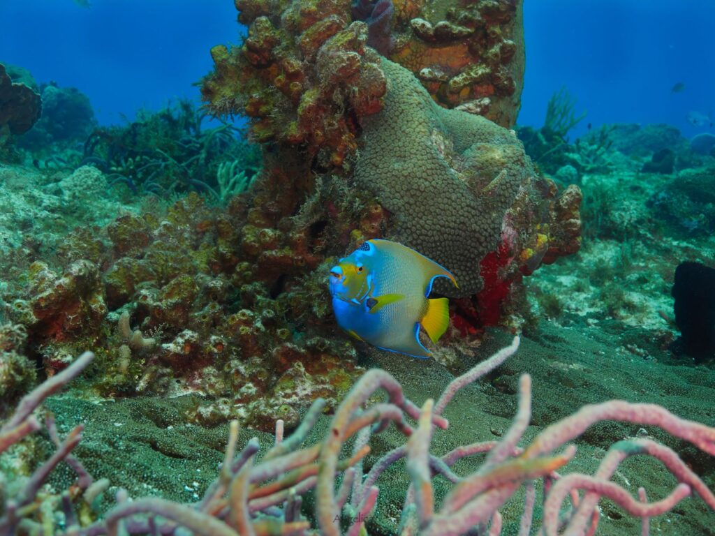 Protect Coral Reefs