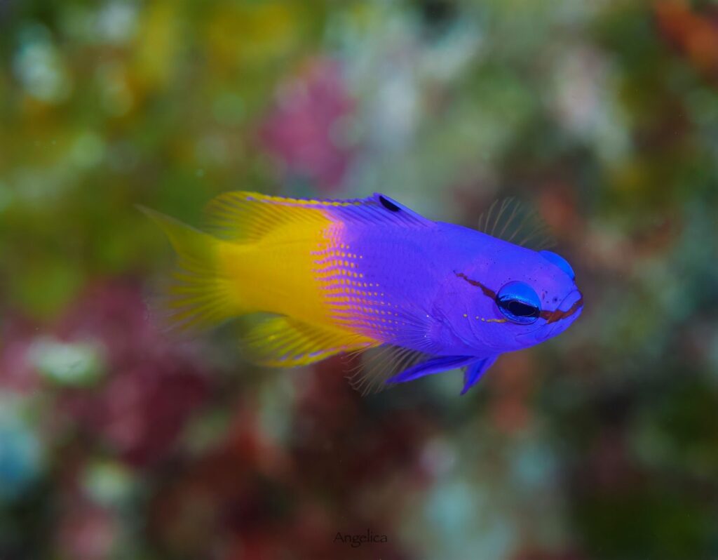 Getting too close to marine animals can cause them stress and disrupt their natural behaviors. You should observe from a distance to avoid interfering with feeding, mating, or resting activities.