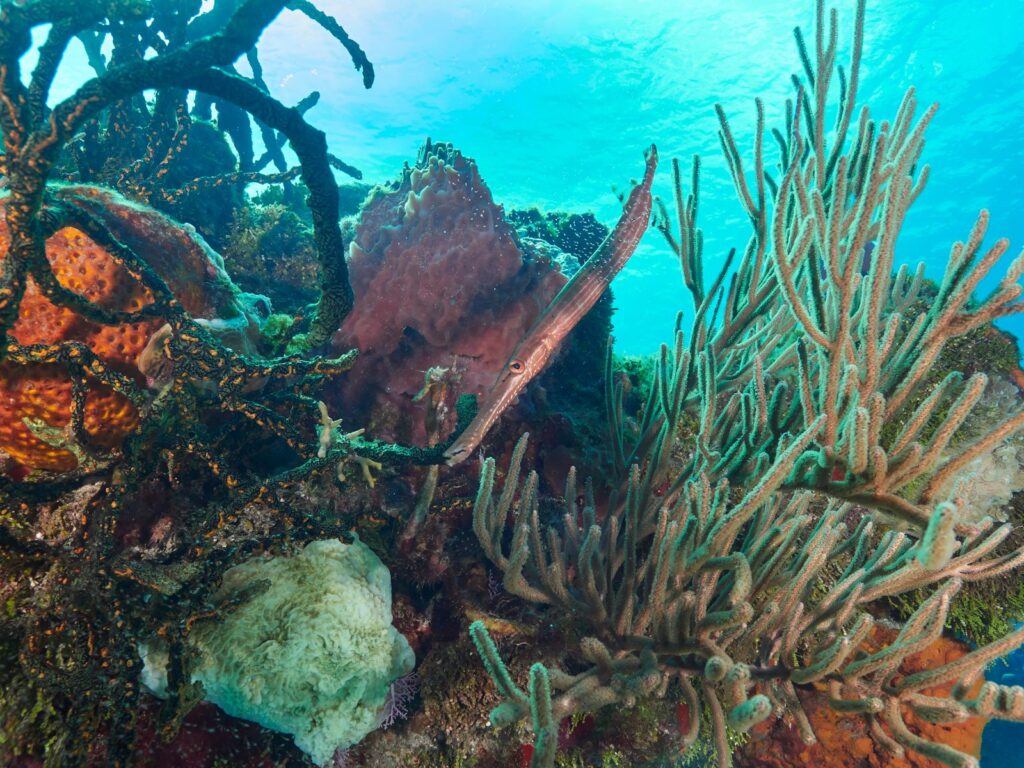 Marine Life in Cozumel