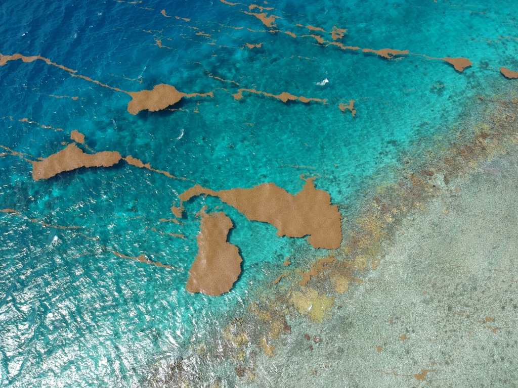 Sargassum in Caribbean