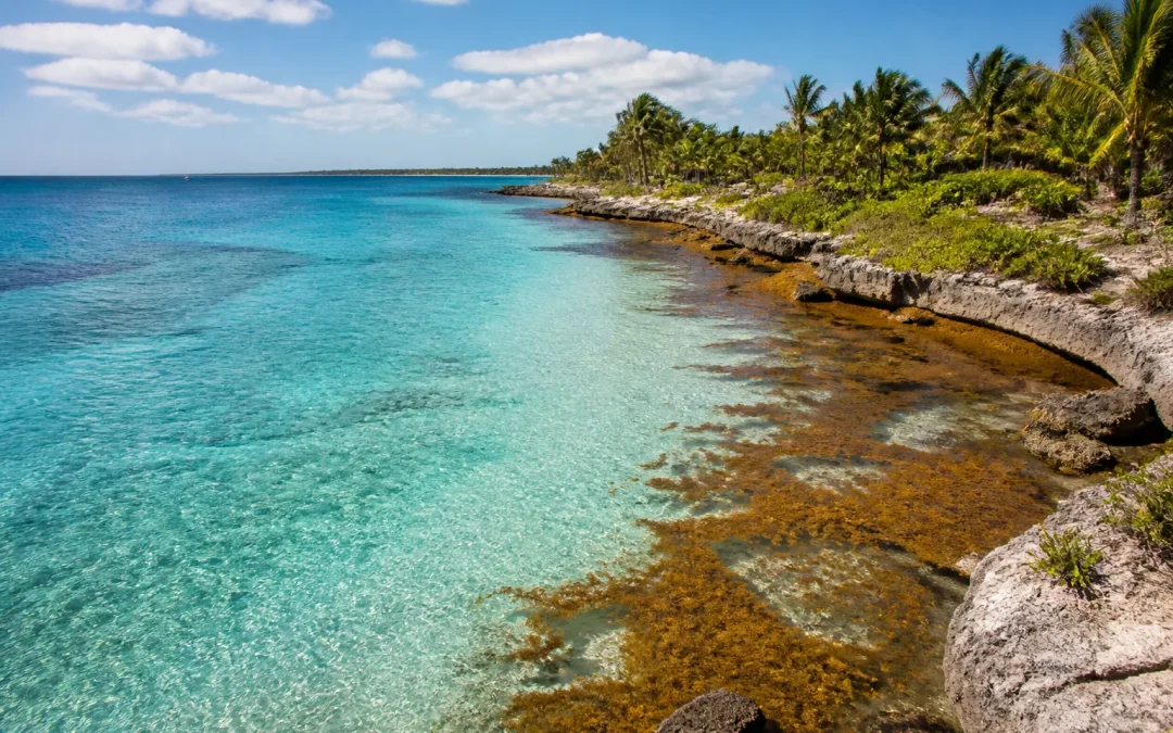 Cozumel Sargassum 2026 – Current Conditions, Season & Clearer Beaches