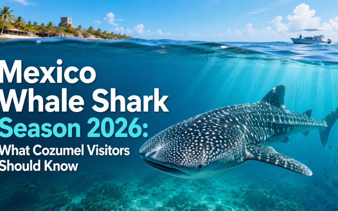 Mexico Whale Shark Season 2026 – What Cozumel Visitors Should Know