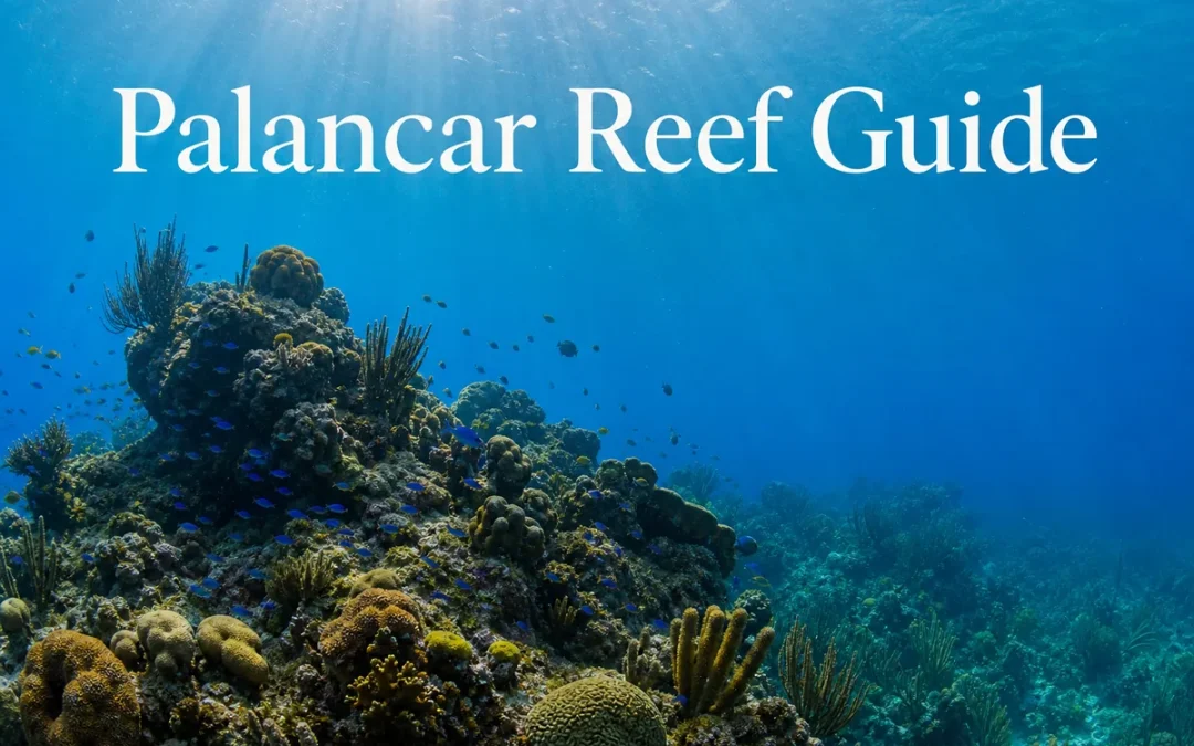 Palancar Reef Guide – Snorkeling, Diving, Map & Tips